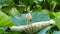 Cattle Egret bird on lotus leaves.