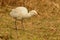 Cattle egret bird, natural, nature