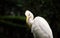 Cattle Egret in Bird Park, Indonesia