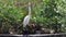 The Cattle Egret bird on wetland center