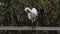 The Cattle Egret bird on wetland center