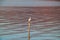 Cattle egret and black crowned night heron perch on post in the Sea of Galilee