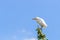 Cattle egret with blue sky background in the Masai Mara