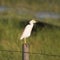 Cattle Egret breeding