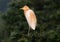 Cattle egret bubulcus ibis