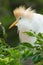 Cattle Egret, Bubulcus ibis