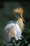 Cattle Egret, bubulcus ibis, Adult