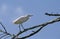 Cattle Egret, bubulcus ibis, Adult standing on Branch, Kenya