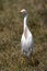 Cattle Egret, bubulcus ibis, Adult standing on Grass, Nakuru Park in Kenya