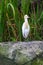 Cattle Egret (Bubulcus ibis) in bird park