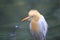 Cattle egret, bubulcus ibis, with breeding colors