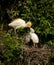 Cattle egret Bubulcus ibis breeding plumage.