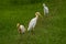 Cattle egret or Bubulcus ibis in a breeding plumage in natural green background at keoladeo national park or bharatpur bird