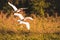 Cattle Egret Bubulcus ibis flying
