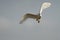 Cattle egret Bubulcus ibis heron Ardeidae Kenya in flight