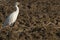 Cattle Egret - Bubulcus ibis looking for food