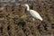 Cattle Egret - Bubulcus ibis looking for food