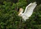 The Cattle Egret Bubulcus ibis perched on a stalk of reed and flapping its wings. Beuatiful white egret with red beak