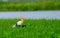 Cattle Egret, Bubulcus ibis stay together with Purple Swamphen in grass field near water reservoir and its look relax