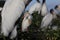 cattle egret (Bubulcus ibis) Wakodahatchee Wetlands Florida USA