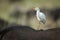 Cattle egret on Cape buffalo facing left