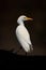 Cattle egret on Cape buffalo looking back