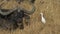 Cattle egret and cape buffalo in masai mara, kenya