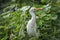 Cattle egret with catch