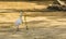 Cattle egret collecting branches, heron holding a branch, seasonal bird behavior during spring