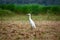 The cattle egret is a cosmopolitan species of heron family Ardeidae found in the tropics, subtropics, and warm-temperate zones