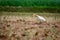 The cattle egret is a cosmopolitan species of heron family Ardeidae found in the tropics, subtropics, and warm-temperate zones