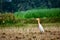 The cattle egret is a cosmopolitan species of heron family Ardeidae found in the tropics, subtropics, and warm-temperate zones