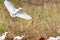 Cattle Egret with dirty feet