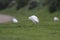 Cattle egret eating a worm