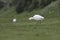 Cattle egret eating a worm