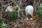 Cattle Egret Eggs