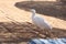 Cattle egret, Egypt