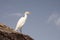 Cattle egret, Egypt