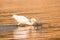 Cattle egret fishing in golden water