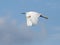 Cattle egret in flight