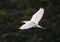 Cattle egret flying