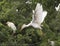 Cattle-egret flying in for a landing in a tree