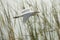 Cattle egret flying in a marsh at Magnolia Park, Florida.