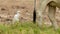 Cattle Egret following behind a cow in a field