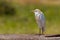 Cattle Egret, Freshly Preened