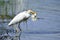 Cattle Egret With Frog