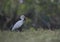 The cattle egret with frog hunt