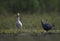 The cattle egret with frog hunt