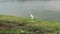 Cattle Egret Grazing on the Shallow Pond