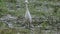 The cattle egret heron bird, nature green background photo